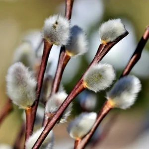 Pussy Willow Seedling - Salix Discolor Plant 6-12 inch Tall - 2.5