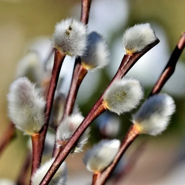Pussy Willow Seedling - Salix Discolor Plant 6-12 inch Tall - 2.5" Pot - Spring Beauty