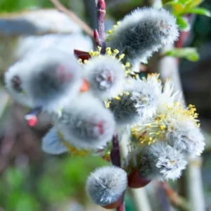 Pussy Willow Seedling - Salix Discolor Plant 6-12 inch Tall - 2.5" Pot - Spring Beauty