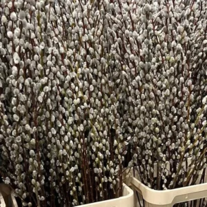 Pussy Willow Seedling - Salix Discolor Plant 6-12 inch Tall - 2.5