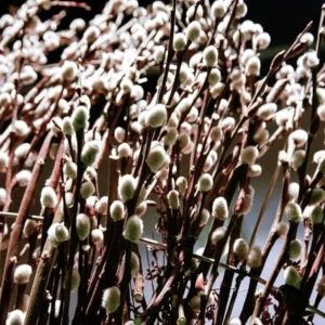 Pussy Willow Seedling - Salix Discolor Plant 6-12 inch Tall - 2.5