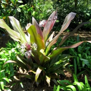 Queen Crinum Lily Seedling - 1.5-2.5 Ft Potted Plant - Tropical Garden