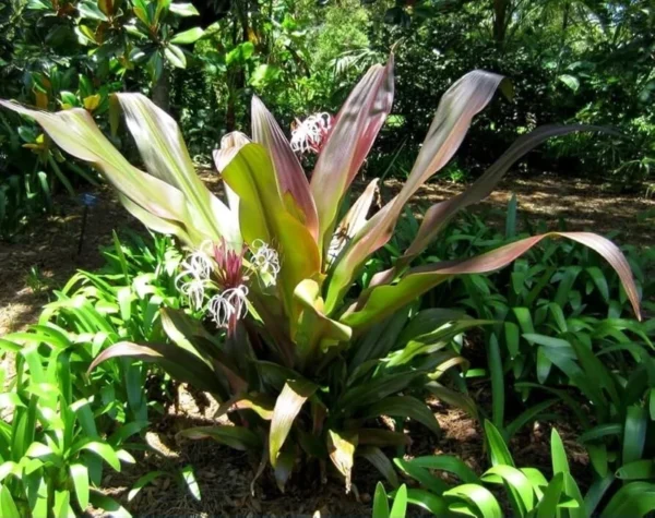 Queen Crinum Lily Seedling - 1.5-2.5 Ft Potted Plant - Tropical Garden