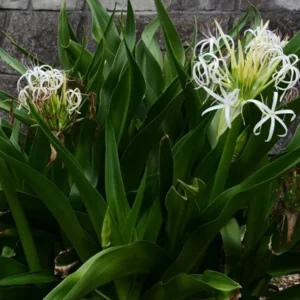Queen Crinum Lily Seedling - 1.5-2.5 Ft Potted Plant - Tropical Garden