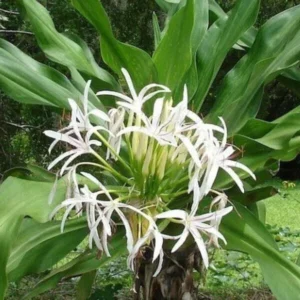 Queen Crinum Lily Seedling - 1.5-2.5 Ft Potted Plant - Tropical Garden