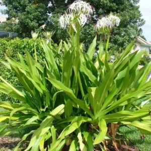 Queen Crinum Lily Seedling - 1.5-2.5 Ft Potted Plant - Tropical Garden