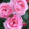 Queen Elizabeth Rose Live Plant - Pink Grandiflora - Garden Ready