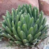 Queen Victoria Agave Plant - Agave Victoria Regina - 4 Inch Pot - Ornamental Succulent