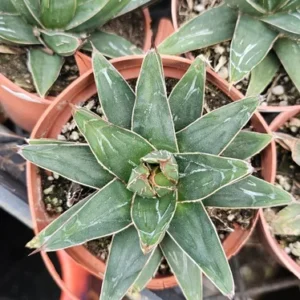Queen Victoria Agave Plant - Agave Victoria Regina - 4 Inch Pot - Ornamental Succulent