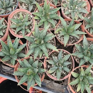 Queen Victoria Agave Plant - Agave Victoria Regina - 4 Inch Pot - Ornamental Succulent