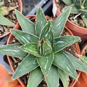 Queen Victoria Agave Plant - Agave Victoria Regina - 4 Inch Pot - Ornamental Succulent