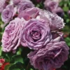 Quicksilver Climbing Rose Live Starter Plant - Lavender Blooms
