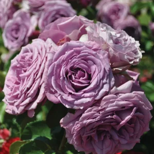 Quicksilver Climbing Rose Live Starter Plant - Lavender Blooms