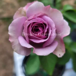 Quicksilver Climbing Rose Live Starter Plant - Lavender Blooms