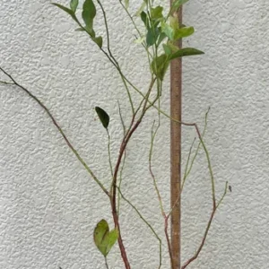 Rabbiteye Blueberry Alapaha Bush - 1 Gallon Pot - Fruit Bearing Plant