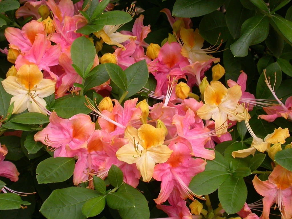 Rainbow Azalea: A Colorful Showstopper, Azalea varieties for spring bloom