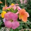 Rainbow Eyes Wormseed Wallflower Plant - Erysimum Cheiranthoides - Healthy Starter Plant