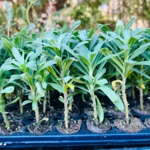 Rainbow Eyes Wormseed Wallflower Plant - Erysimum Cheiranthoides - Healthy Starter Plant