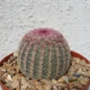 Rainbow Hedgehog Cactus Echinocereus Rigidissimus v Rubrispinus Potted Plant Red Flowers