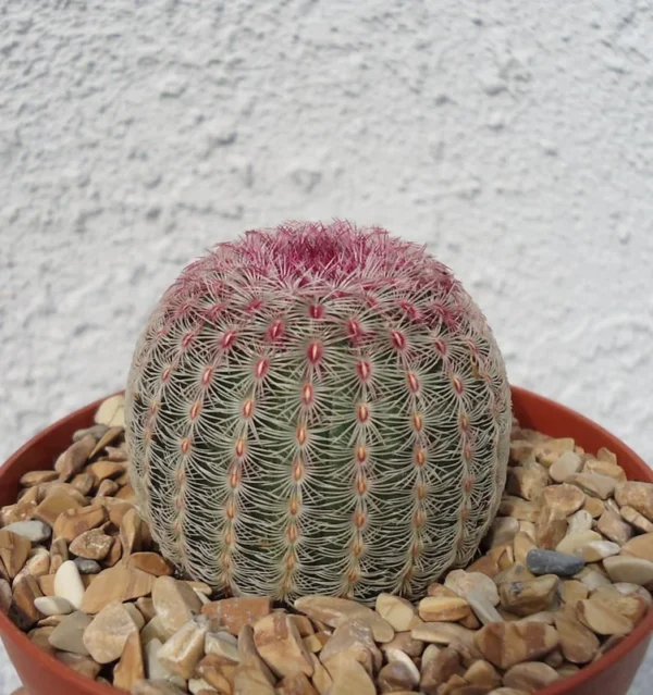 Rainbow Hedgehog Cactus Echinocereus Rigidissimus v Rubrispinus Potted Plant Red Flowers