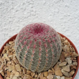 Rainbow Hedgehog Cactus Echinocereus Rigidissimus v Rubrispinus Potted Plant Red Flowers
