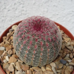 Rainbow Hedgehog Cactus Echinocereus Rigidissimus v Rubrispinus Potted Plant Red Flowers