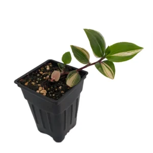 Rainbow Tradescantia albiflora Trailing House Plant - 2.5 Inch Pot - Colorful Foliage