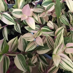 Rainbow Tradescantia albiflora Trailing House Plant - 2.5 Inch Pot - Colorful Foliage