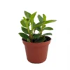 Rare Bamboo Stalks Peperomia Plant - 2.5 Inch Pot - Collector's Series