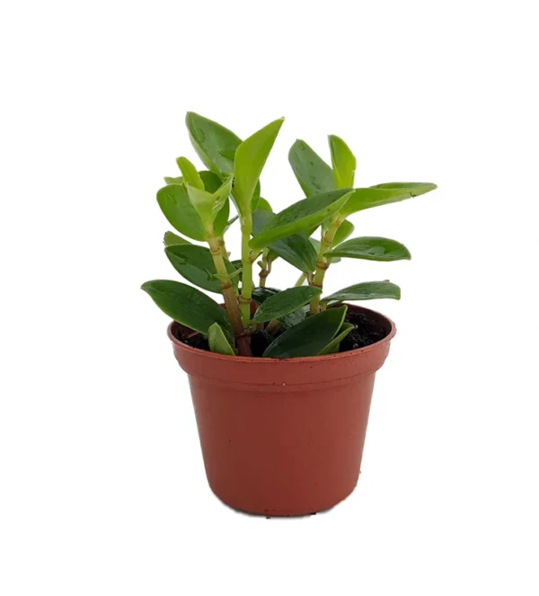Rare Bamboo Stalks Peperomia Plant - 2.5 Inch Pot - Collector's Series