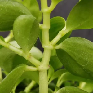 Rare Bamboo Stalks Peperomia Plant - 2.5 Inch Pot - Collector's Series