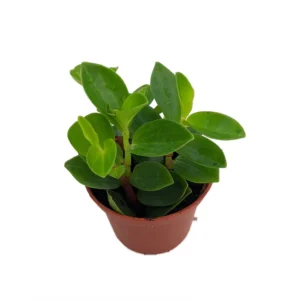 Rare Bamboo Stalks Peperomia Plant - 2.5 Inch Pot - Collector's Series