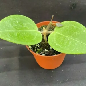 Rare Hoya sp. 33 AP 1054 Rooted Plant 2.5" Pot