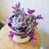 Rare Nanouk Pink Tradescantia Plant - 2.5 Inch Pot - Collector's Series