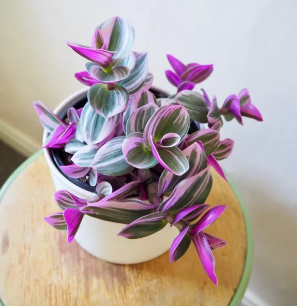 Rare Nanouk Pink Tradescantia Plant - 2.5 Inch Pot - Collector's Series