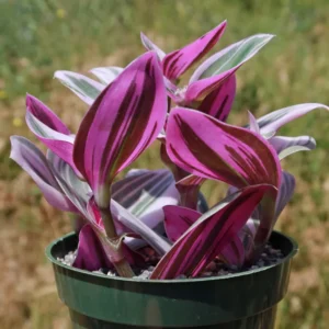Rare Nanouk Pink Tradescantia Plant - 2.5 Inch Pot - Collector's Series