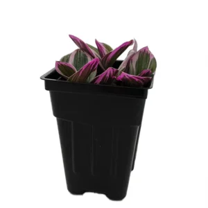 Rare Nanouk Pink Tradescantia Plant - 2.5 Inch Pot - Collector's Series