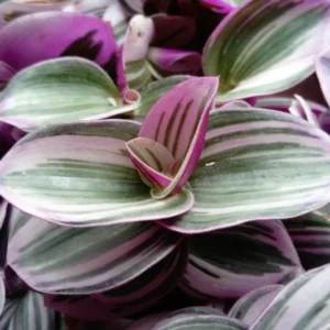 Rare Nanouk Pink Tradescantia Plant - 2.5 Inch Pot - Collector's Series