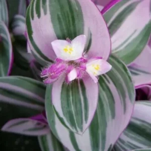 Rare Nanouk Pink Tradescantia Plant - 2.5 Inch Pot - Collector's Series