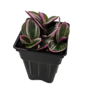 Rare Nanouk Pink Tradescantia Plant - 2.5 Inch Pot - Collector's Series