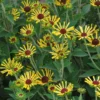 Rare Rudbeckia 'Henry Eilers' Sweet Coneflower Plant - Perennial Flower - 2" Container