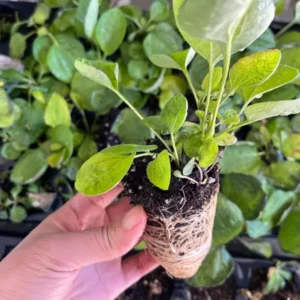 Rare Rudbeckia 'Henry Eilers' Sweet Coneflower Plant - Perennial Flower - 2" Container