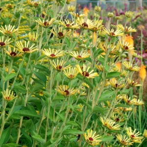 Rare Rudbeckia 'Henry Eilers' Sweet Coneflower Plant - Perennial Flower - 2