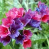 Raspberry Splash Lungwort Perennial - Pulmonaria - 4" Pot - Coral Flowers - Shade Plant