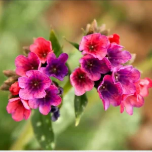 Raspberry Splash Lungwort Perennial - Pulmonaria - 4