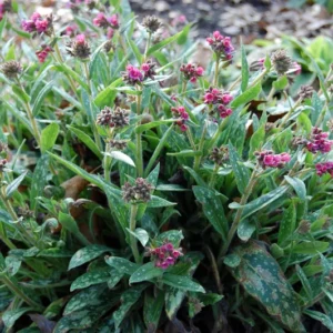 Raspberry Splash Lungwort Perennial - Pulmonaria - 4