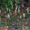 Rattlesnake Orchid 5 Roots Perennial Plant Rattlesnake Orchid Roots