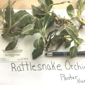 Rattlesnake Orchid 5 Roots Perennial Plant Rattlesnake Orchid Roots