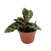 Rattlesnake Plant - Calathea lancifolia - Easy Houseplant - 2.5" Pot - Ornamental