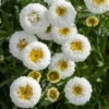 Real Tiny Bubbles Shasta Daisy Leucanthemum Superbum Perennial Live Plant - Well-Rooted Plug - Multicolor Blooms